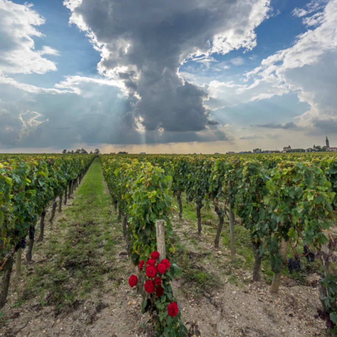 Petrus 2016 - Image 2